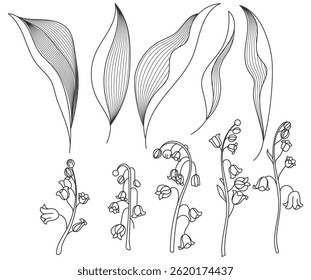 Lily of the valley hand drawn vector illustration