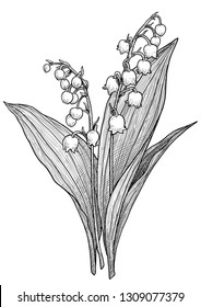 Lily of the valley illustration, drawing, engraving, ink, line art, vector