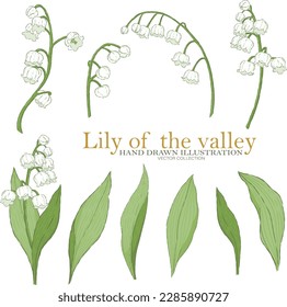 Lily of the valley illustration elements vector collection