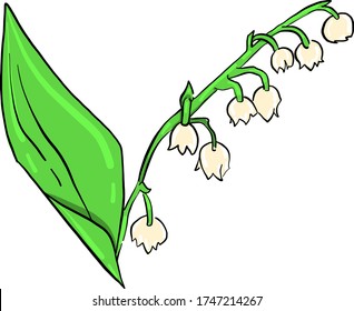 Lily of the valley , illustration, vector on white background
