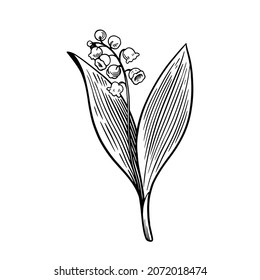 Lily of the valley isolated on white background. Hand drawn vector illustration in vintage engraving style. 