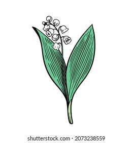 Lily of the valley isolated on white background. Hand drawn vector illustration in engraving style.