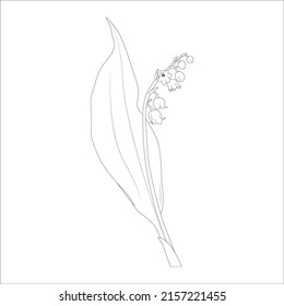 lily of valley line art vector flower of isolated at white background, illustration drawing 