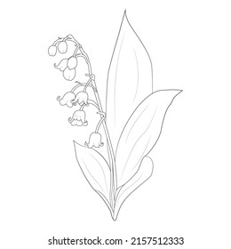 lirio de flor vectorial de línea de valle aislado en fondo blanco, dibujo ilustrativo 