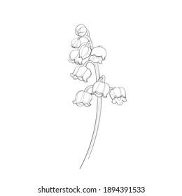 Lily of the valley. Line drawing. Black and white illustration. Vector.