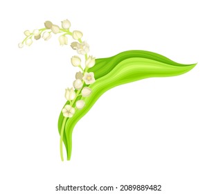 Lily of the valley. May bell flower, symbol of spring, nature, flora, botany design element vector illustration