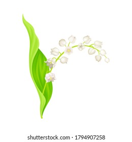 Lily of the Valley or May Bells with Oblong Green Leaf and Pendent Bell-shaped White Flowers Vector Illustration