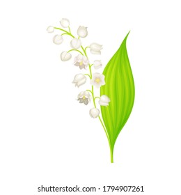 Lily of the Valley or May Bells with Oblong Green Leaf and Pendent Bell-shaped White Flowers Vector Illustration