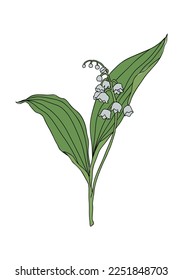 Lily of the valley May birth month flower vector illustration. Modern minimalist hand drawn design for logo, tattoo, packaging, card, wall art, poster. Colored line art isolated on white background.