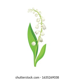 Lily of the Valley with Oblong Leaves and Flowers Vector Illustration