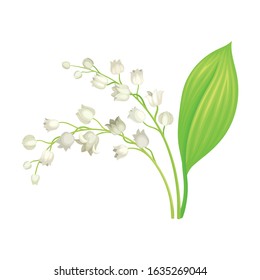 Lily of the Valley with Oblong Leaves and Flowers Vector Illustration