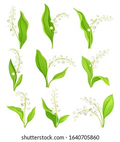 Lily of the Valley with Oblong Leaves and Flowers Vector Set