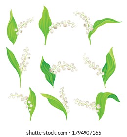 Lily of the Valley with Pendent Bell-shaped White Flowers Vector Set