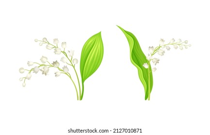Lily of the Valley with Pendent Bell-shaped White Flowers Vector Set