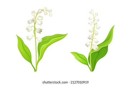 Lily of the Valley with Pendent Bell-shaped White Flowers Vector Set