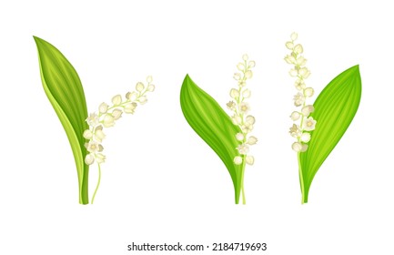 Lily of the Valley Set. Blühende Frühlingspflanze mit länglichen Blättern und weißen Blumen, Vektorgrafik