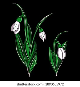 Lily of the valley, snowdrops, spring flowers. The first seasonal flowers. Flowers in a gift, card. Vector isolated image.