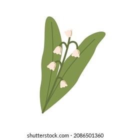 Lily of the valley, spring flower with blooming bell-shaped buds. Woodland floral plant Muguet. May convallaria with leaves. Colored flat vector illustration isolated on white background