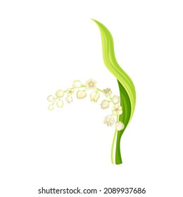 Lily de la flor de primavera del valle. Que la planta fresca de lirio con hojas verdes y flores blancas. Naturaleza, flora, diseño botánico ilustración vectorial