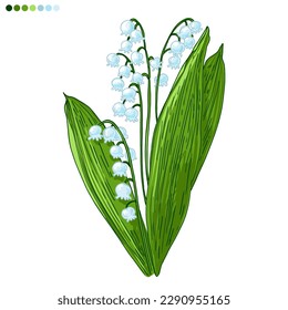 Lily of the valley Spring flowers color drawing vector. 