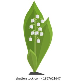 Lily of the valley vector flower illustration. Muguet floral bud bunch isolated on white background. Blossom garden plant. Springtime symbol