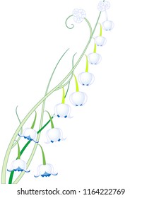 Lily of the Valley, Vector Illustration