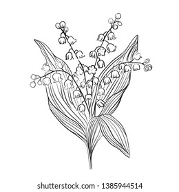 Lily of the valley vector illustration