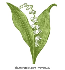  Lily of the valley - vintage engraved illustration - "Dictionnaire encyclopedique universel illustre" By Jules Trousset - 1891 Paris