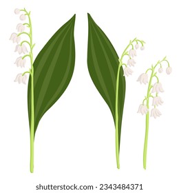 Lily of the valley,Convallaria majalis, vector drawing flowers at white background, hand drawn botanical illustration