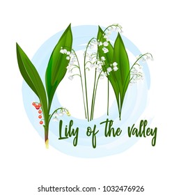 Lily of the valley-seeded plant. The image is suitable for labels, posters, banners and as an illustration in a book.