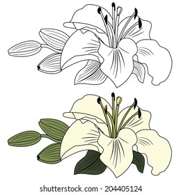 lily, vector illustration