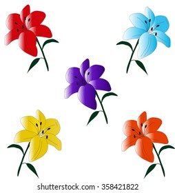 Lily. Vector illustration