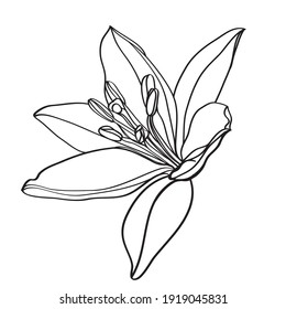 Lily vector illustration. Black and white floral vector illustration of a lily