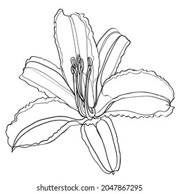 Lily vector illustration. Black and white floral vector illustration of a lily
