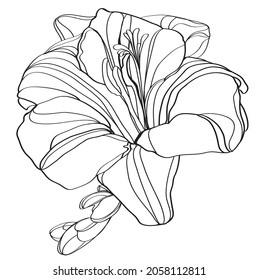 Lily vector illustration. Black and white floral vector illustration of a lily