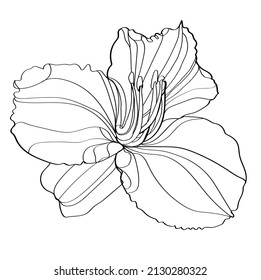 Lily vector illustration. Black and white floral vector illustration of a lily