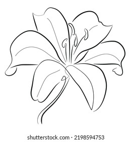 Lily vector illustration. Black and white floral vector illustration of a lily