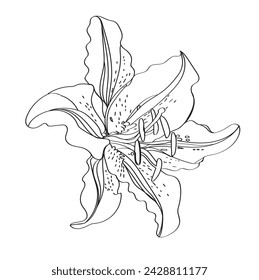 Lily vector illustration. Black and white floral vector illustration of a lily