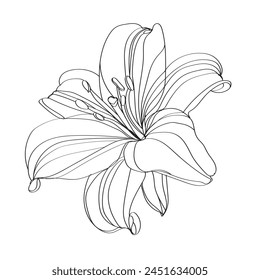 Lily vector illustration. Black and white floral vector illustration of a lily