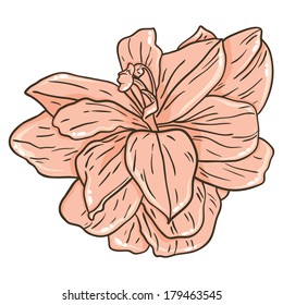  lily. Vector illustration of cute lily