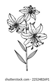 Lily vector illustration hand drawn in sketch style. Beautiful blooming garden flower silhouette. Outline monochrome art on white background