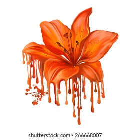 lily vector illustration  hand drawn  painted watercolor 