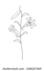 Lily, vector linear drawing, isolated element on a white background.