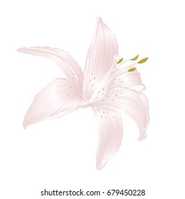 Lily white  Lilium candidum, a white flower   vector illustration editable Hand draw