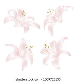 Lily white  Lilium candidum, a white flowers set first  on a white background  vintage vector illustration editable Hand draw