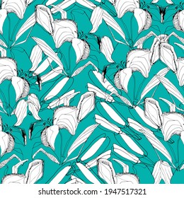 Lily, white lily pattern. Big beautiful flower. manual graphics. coloring book for children and adults, botany, plant element for textile decor and wallpaper, scrapbooking. isolated stock art