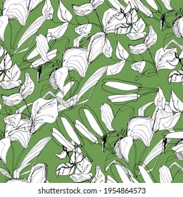 Lily, white lily pattern. Big beautiful flower. manual graphics. coloring book for children and adults, botany, plant element for textile decor and wallpaper, scrapbooking. isolated stock art