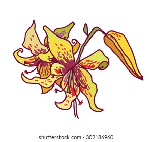 Lily yellow