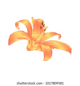 Lily yellow Lily flower Lilium candidum editable on a white background vector illustration editable Hand draw