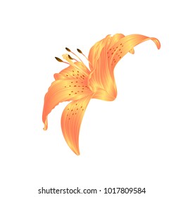 Lily yellow Lily flower Lilium candidum editable on a white background vector illustration editable Hand draw